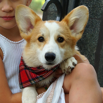 Bandanas