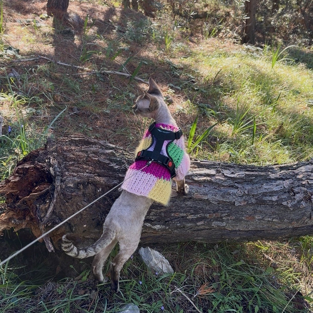 A small cat wearing a colorful crocheted harness and matching tail cover stands on its hind legs beside a fallen log in a grassy outdoor setting.