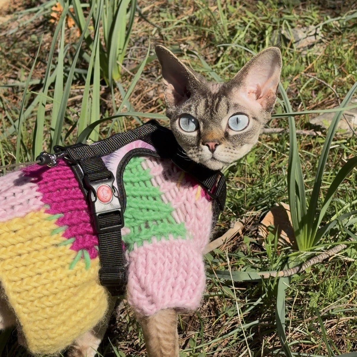 A cat wearing a colorful knit sweater and harness outdoors in grass.